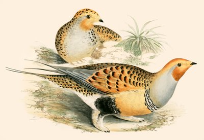 Sand Grouse by Beverley R. Morris